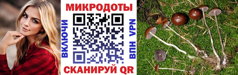 Псилоцибиновые грибы Cubensis Омск